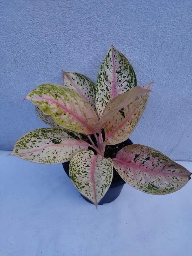 Aglaonema — Pink Variegated — Pink-cream leaves speckled green with pink midribs