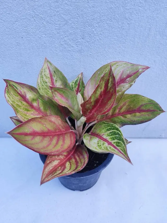 Aglaonema — Red Variegated — Green leaves mottled with red veins and margins