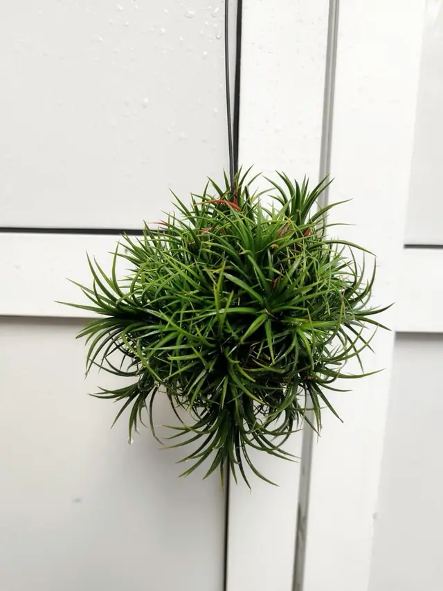 Air Plant Ball (Tillandsia) — Hanging sphere of spiky green rosettes with reddish tips