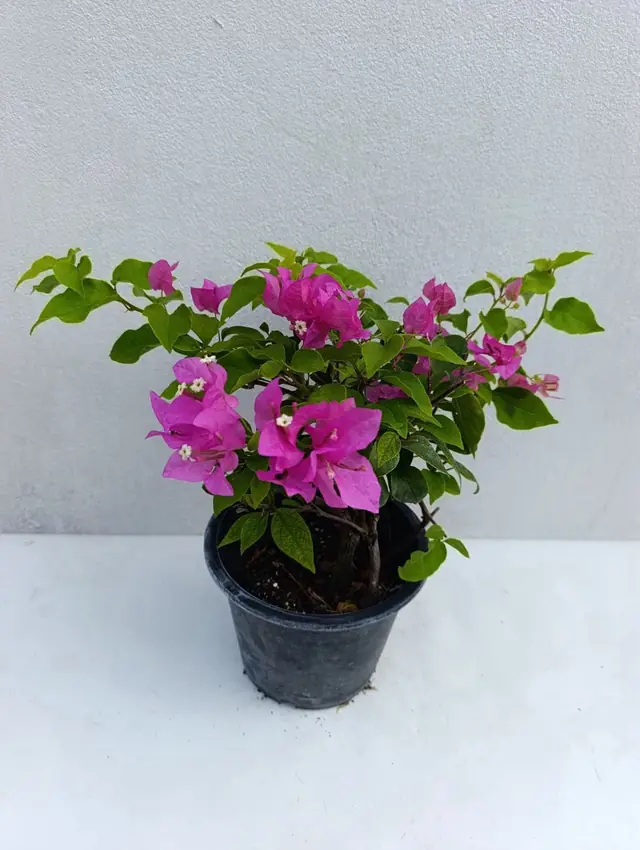 Bougainvillea — Magenta-Pink — Compact plant covered in magenta-pink bracts