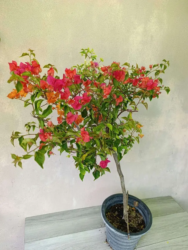 Bougainvillea tree-form with red, pink and orange bracts from our outlets