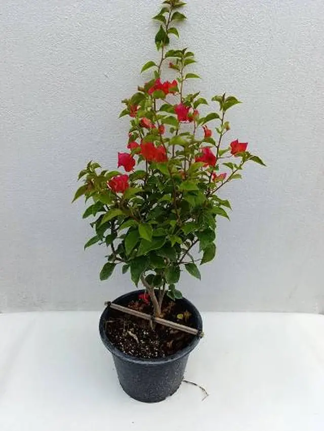 Bougainvillea — Red — Crimson-red bracts on a woody multi-stem plant in a large pot