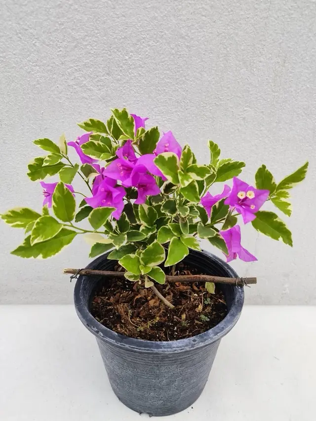 Bougainvillea — Variegated Purple — Magenta-purple bracts over cream-edged variegated foliage