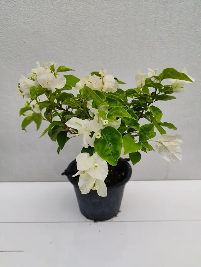 Bougainvillea — White — Dense pure-white bracts with cream centers