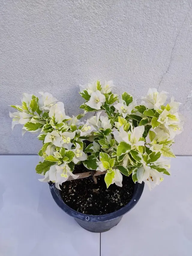 Bougainvillea — White, Variegated Foliage — White bracts over green-and-cream variegated leaves