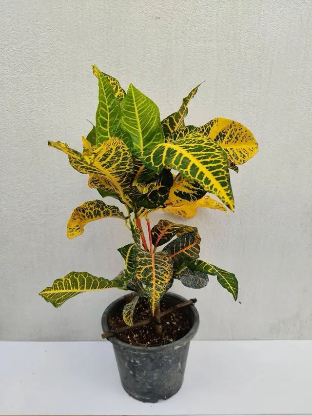 Croton — Yellow Vein — Green leaves netted with bright yellow veins