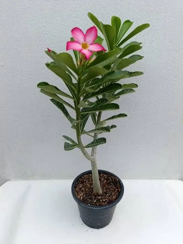 Desert Rose (Adenium) — Pink — Pink trumpet flowers above a swollen caudex base