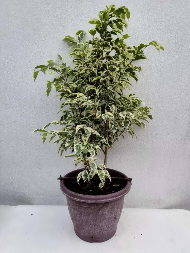 Variegated Weeping Fig (Ficus 'Starlight') — Dense cream-and-green variegated foliage, around 80 cm