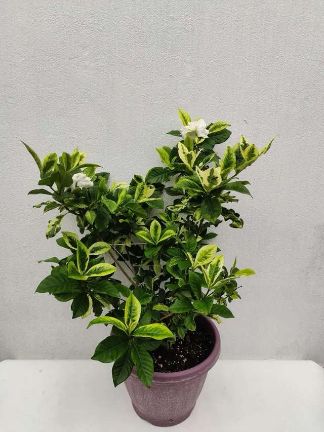 Gardenia — Variegated — Double white flowers with yellow-cream variegated leaves