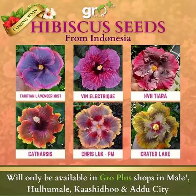Hibiscus Seeds — Fancy Varieties (Indonesia) — Named fancy hibiscus seed varieties imported from Indonesia