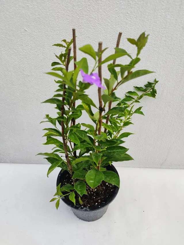 Lavender Flowering Shrub — Twiggy staked shrub with a single lavender flower