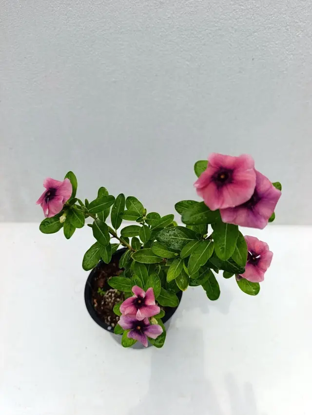 Flowering Shrub — Pink Trumpet Blooms — Large pink trumpet flowers with dark throats over glossy green leaves
