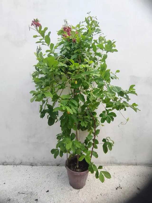 Rangoon Creeper — Climber with red-and-white flower clusters, about 1.2 m