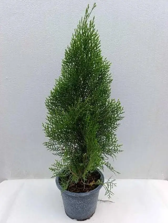 Thuja Conifer — Dense conical scale-leaf conifer, around 60 cm