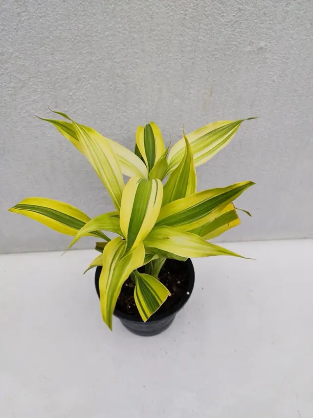Variegated Dracaena (Yellow & Green) — Whorled leaves striped lime-yellow and green