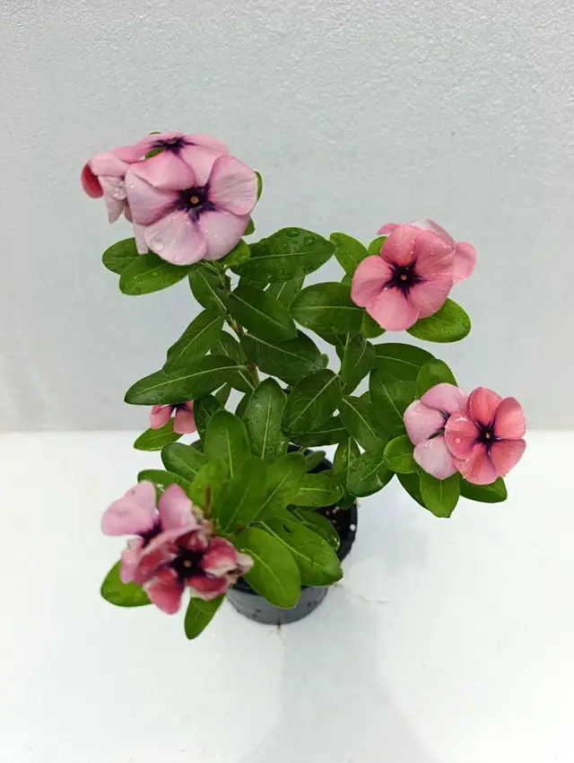 Madagascar Periwinkle (Vinca) — Pink — Soft-pink five-petal flowers with a dark eye