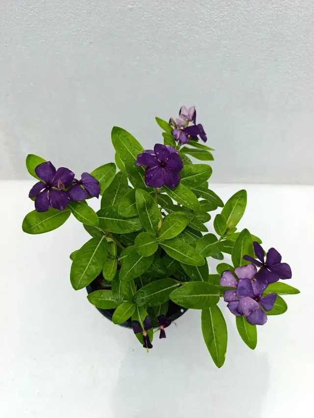 Madagascar Periwinkle (Vinca) — Purple — Violet-purple five-petal flowers with pale centers